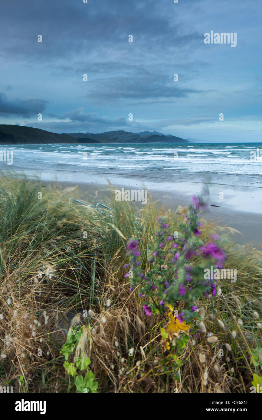 Castlepoint, Regione di Wellington, Isola del nord, Nuova Zelanda, Pacific Foto Stock