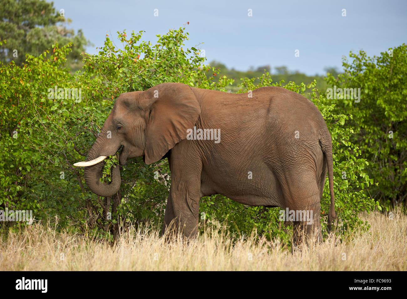 Elefante africano (Loxodonta africana) mangiare, Kruger National Park, Sud Africa e Africa Foto Stock