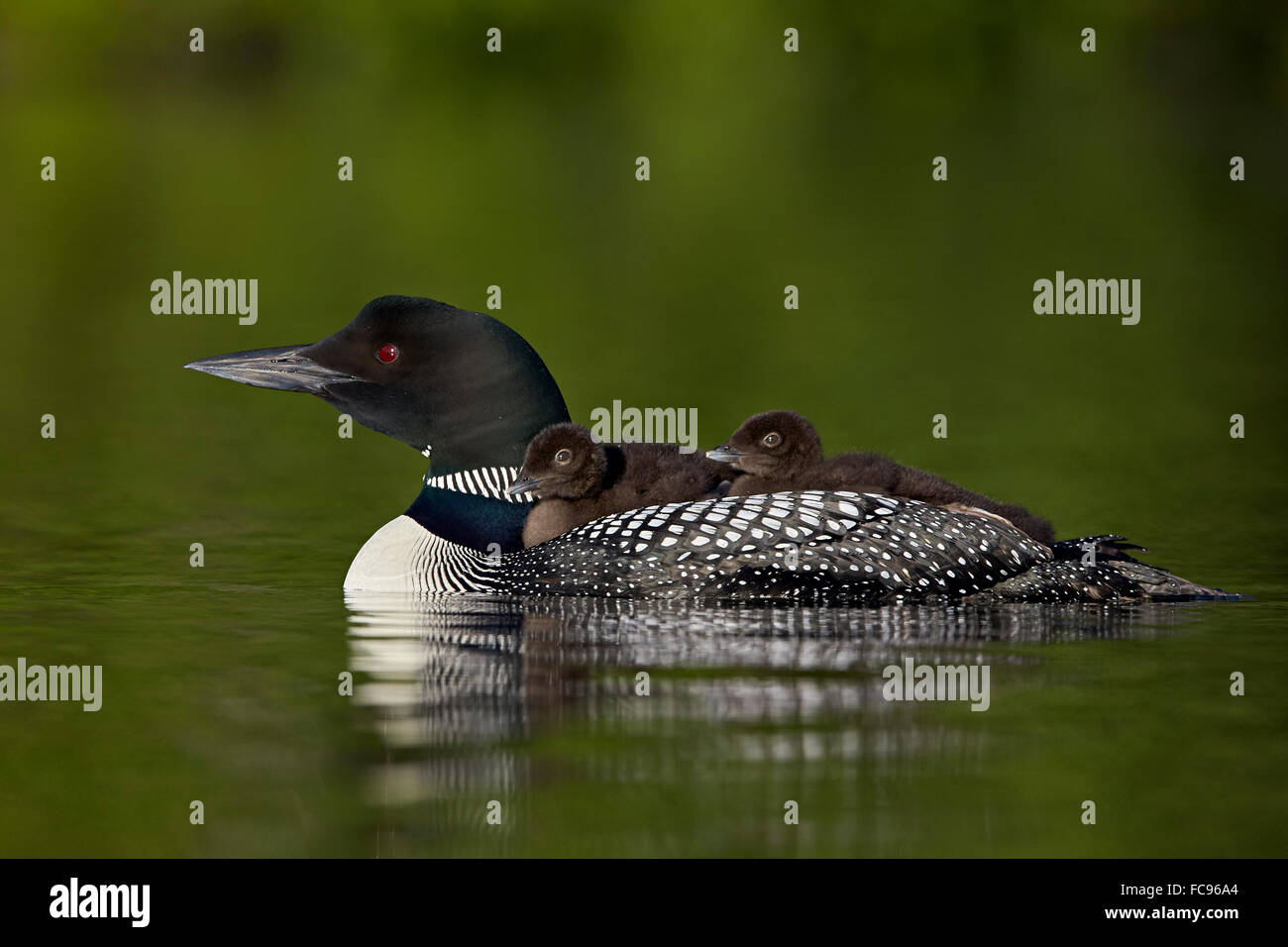 Loon comune (Gavia immer) pulcini equitazione sulla loro madre torna a Lac Le Jeune Parco Provinciale, British Columbia, Canada Foto Stock