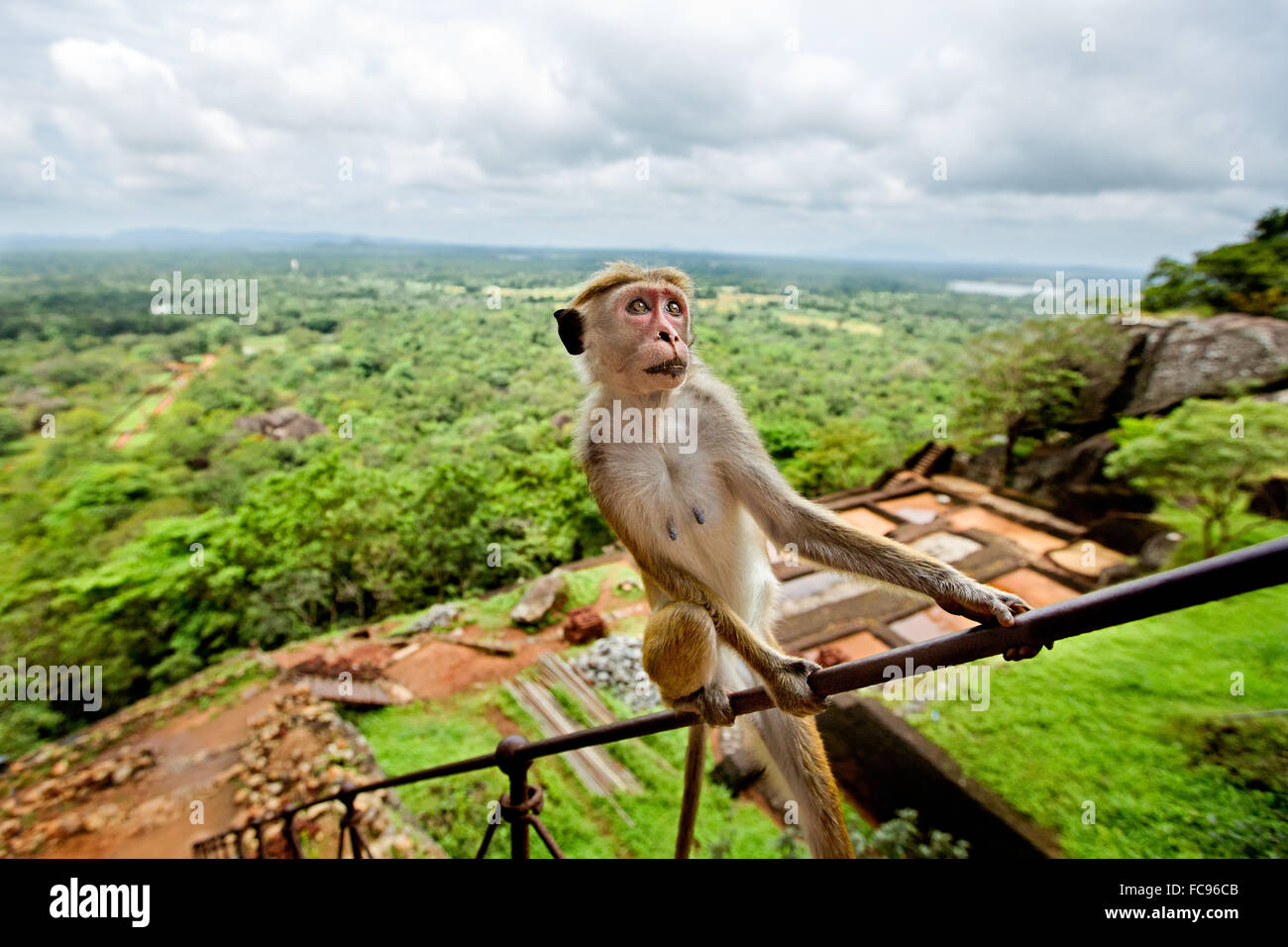 Toque Macaque (Macaca sinica), Rilewa, Roccia di Sigiriya e Dambulla, Sri Lanka, Asia Foto Stock
