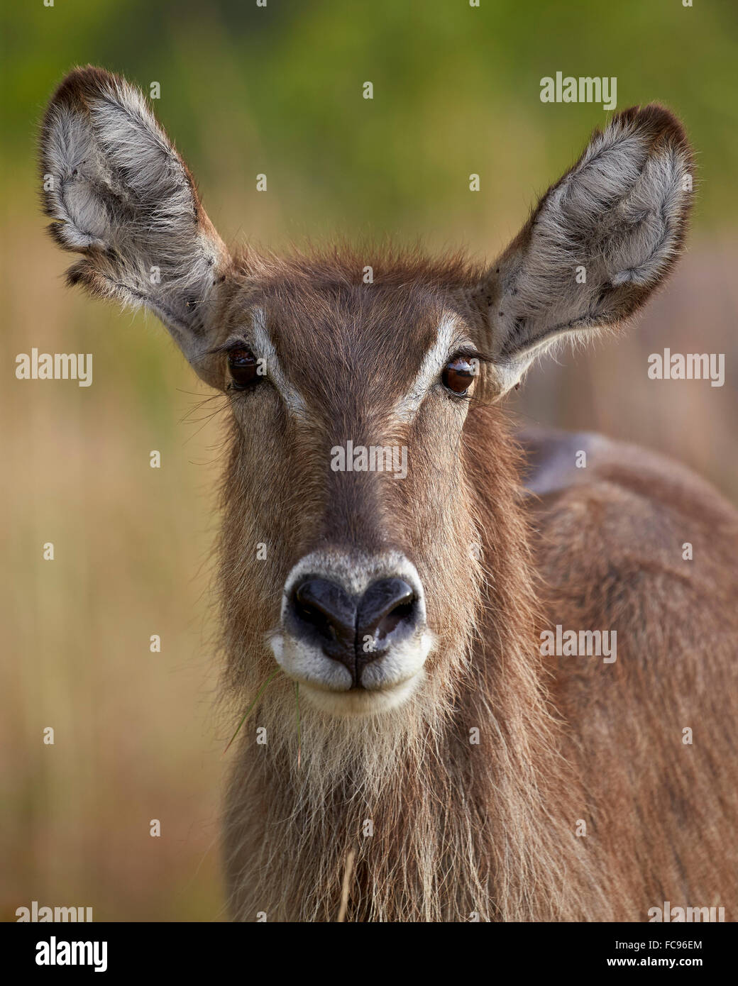 Comune (waterbuck Ellipsen waterbuck) (Kobus ellipsiprymnus ellipsiprymnus) doe, Kruger National Park, Sud Africa e Africa Foto Stock