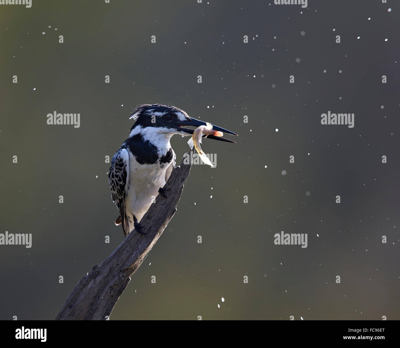 Pied kingfisher (Ceryle rudis) con pesce, Kruger National Park, Sud Africa e Africa Foto Stock