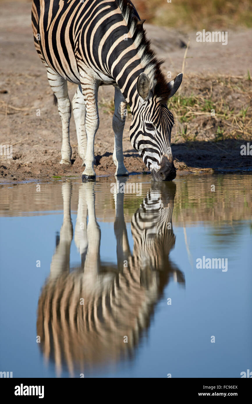 Zebra comune (pianure zebra) (Burchell's zebra) (Equus burchelli) bere con la riflessione, il Parco Nazionale Kruger, Sud Africa Foto Stock