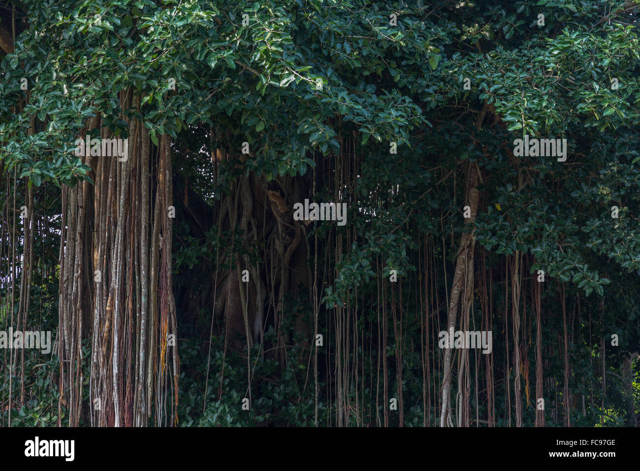 Il Banyan Tree. Tempio buddista, Mendut. Indonesia. Foto Stock
