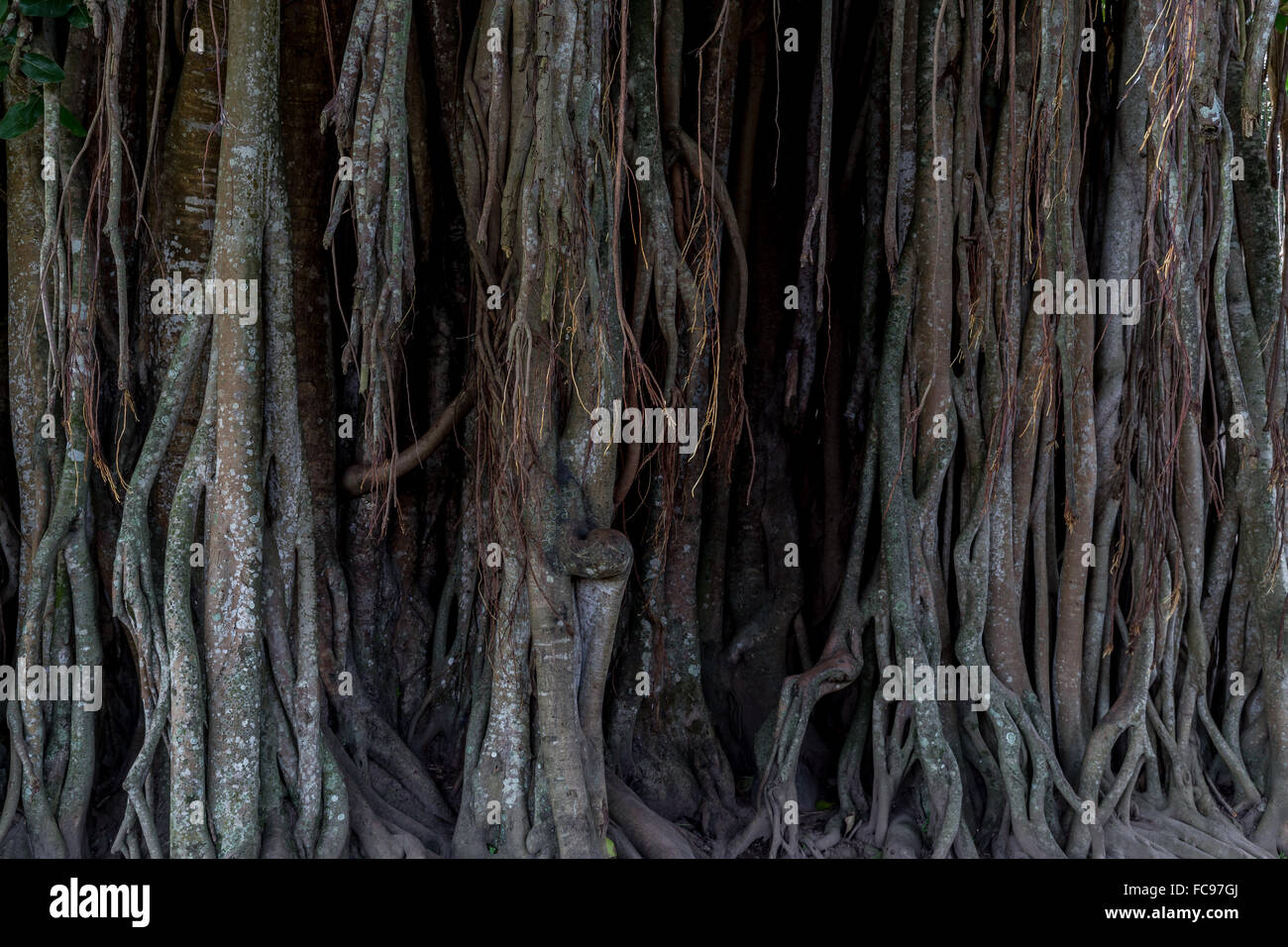 Il Banyan Tree. Tempio buddista, Mendut. Indonesia. Foto Stock