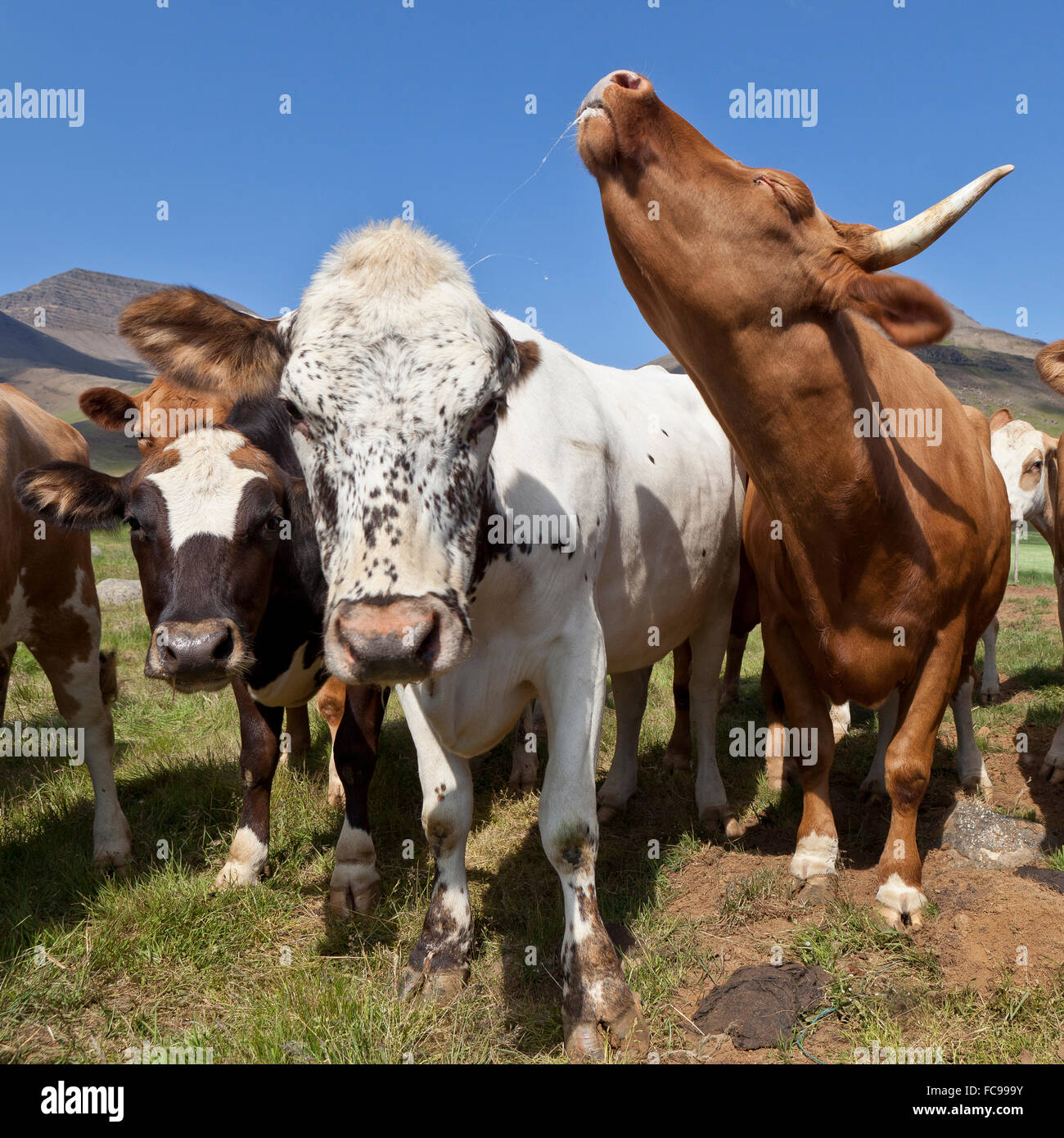 Vacche guardando la telecamera, Islanda Foto Stock