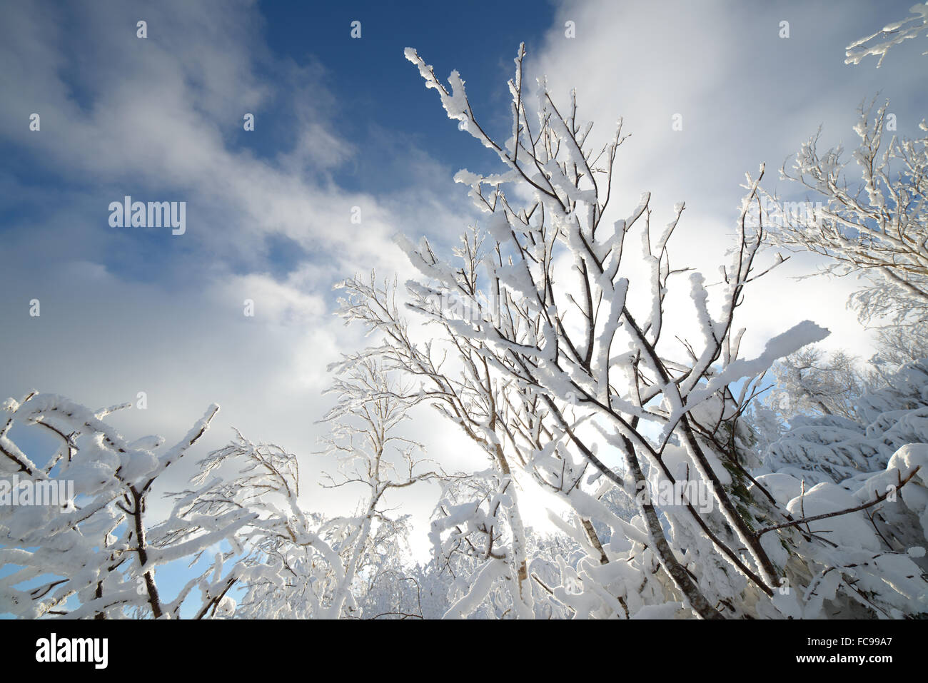 Alberi Nella Neve Paesaggi Invernali Isola Di Sakhalin Russia Foto Stock Alamy