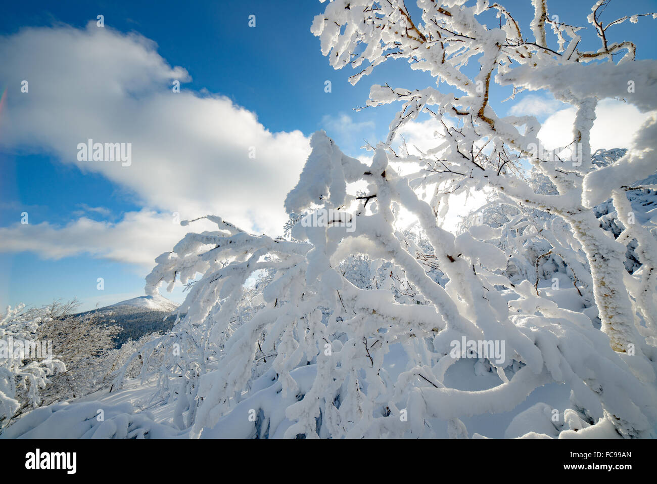 Alberi nella neve, paesaggi invernali - isola di Sakhalin, Russia. Foto Stock