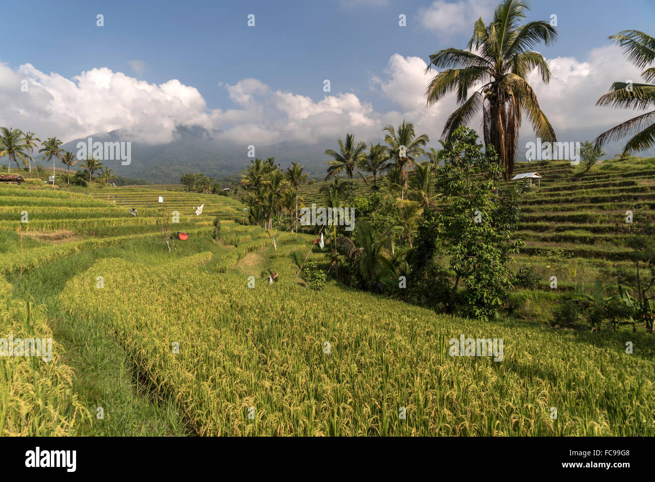 Il Jatiluwih terrazze di riso, patrimonio mondiale dell UNESCO a Bali, Indonesia Foto Stock