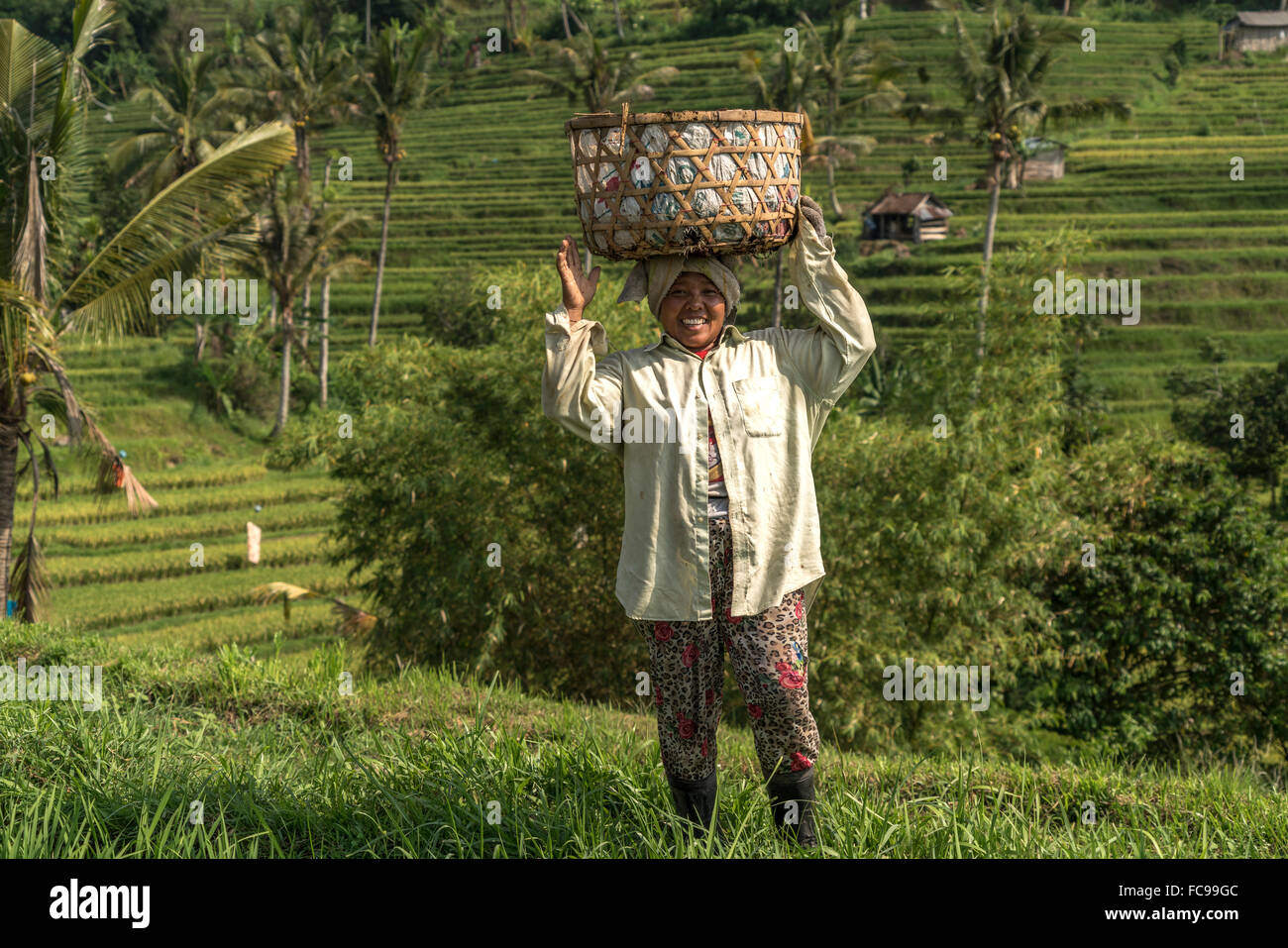 Donna con cesto lavorando sul Jatiluwih terrazze di riso, patrimonio mondiale dell UNESCO a Bali, Indonesia Foto Stock