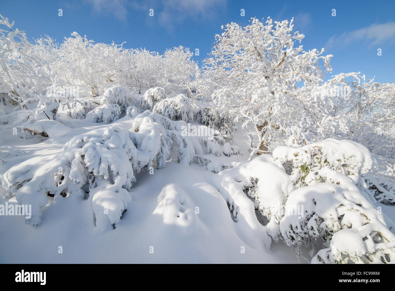 Alberi nella neve, paesaggi invernali - isola di Sakhalin, Russia. Foto Stock