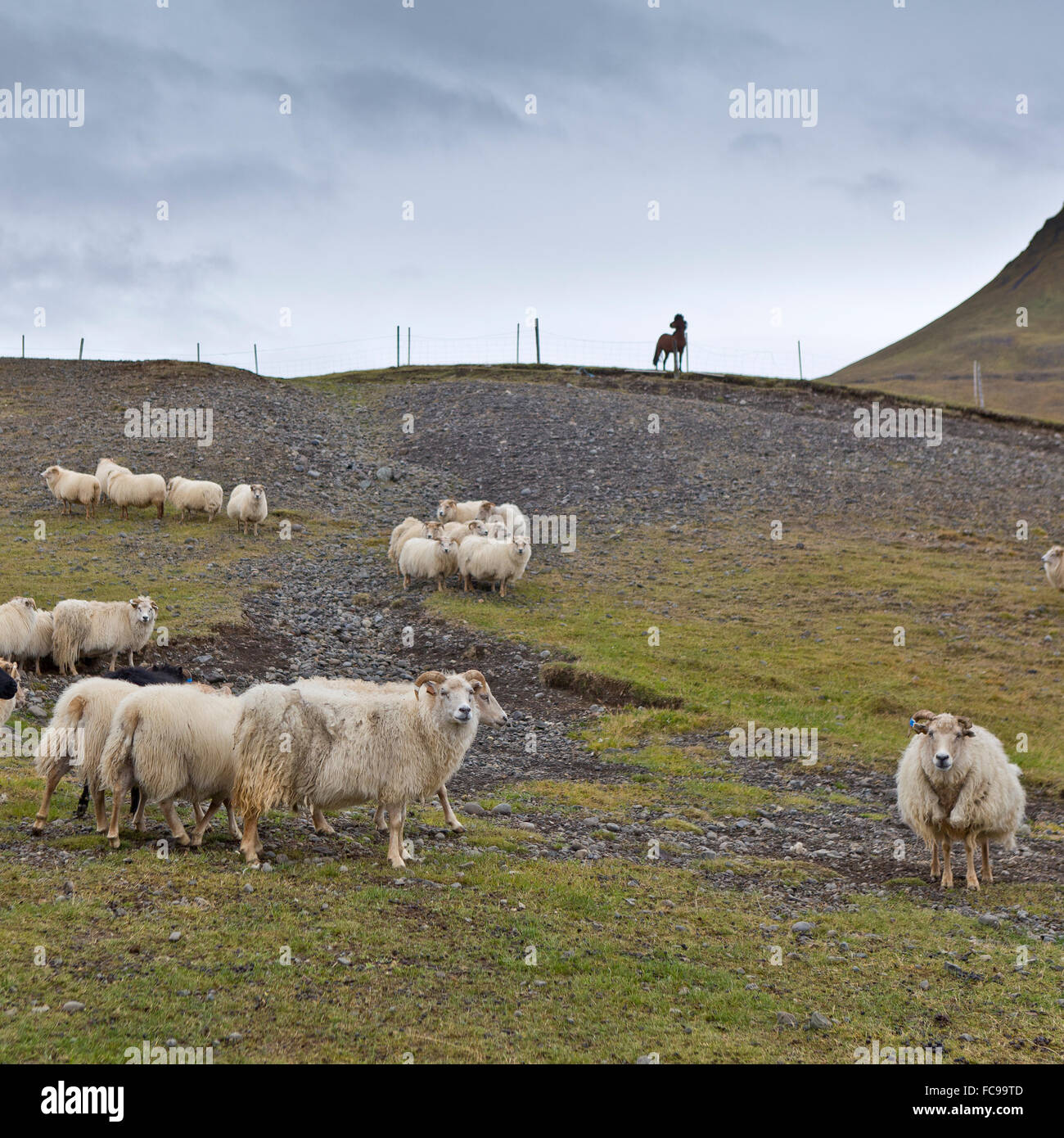 Il pascolo ovino, Islanda Foto Stock
