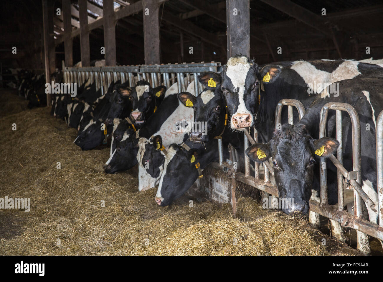 Paesi Bassi, Nijkerk, Arkemheen polder, vacche in stabile a azienda agricola biologica Foto Stock