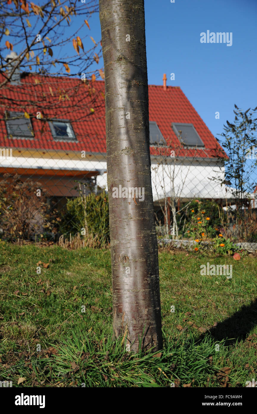Albero di prugna Foto Stock