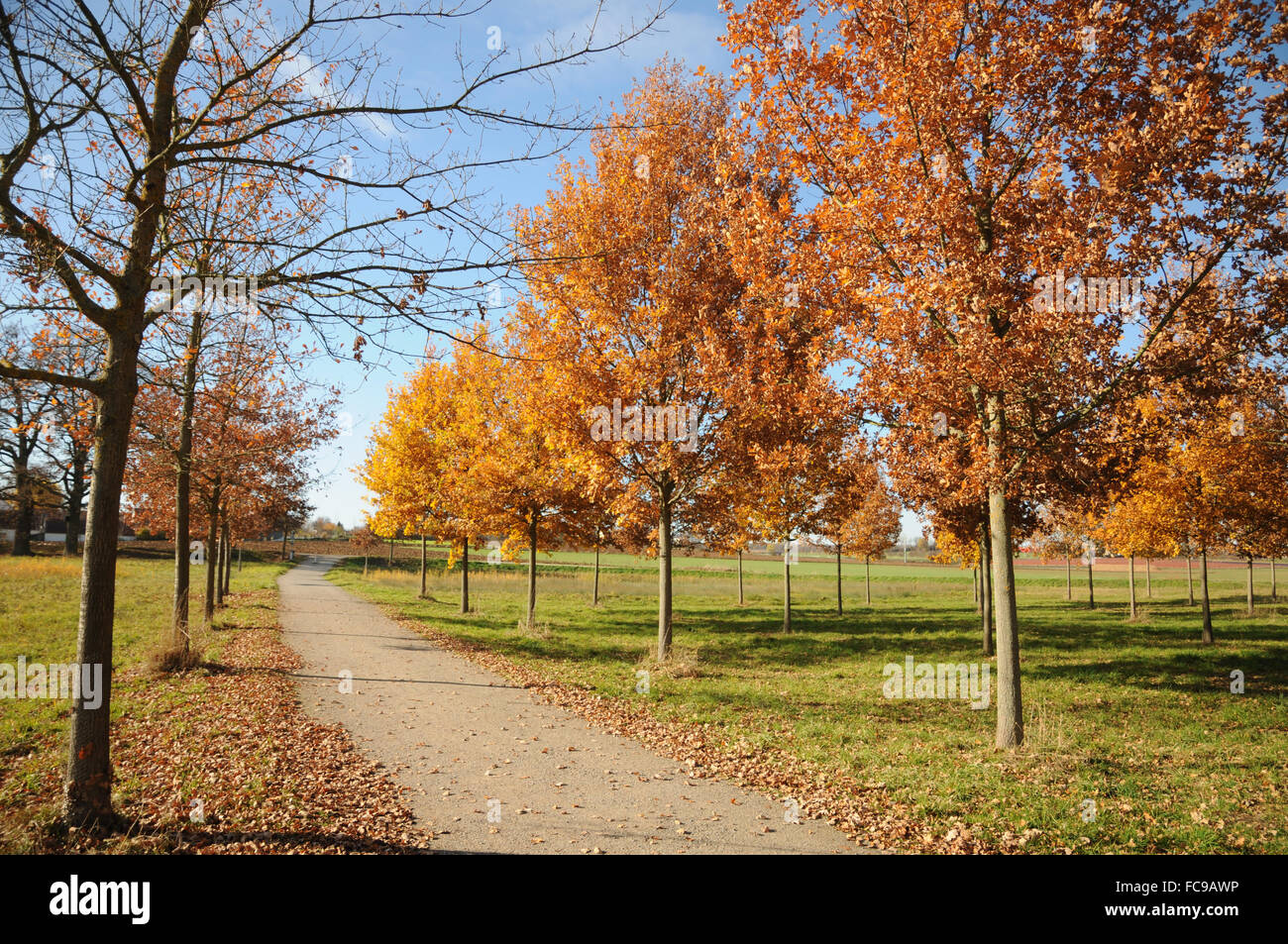 Tedesco di rovere Foto Stock
