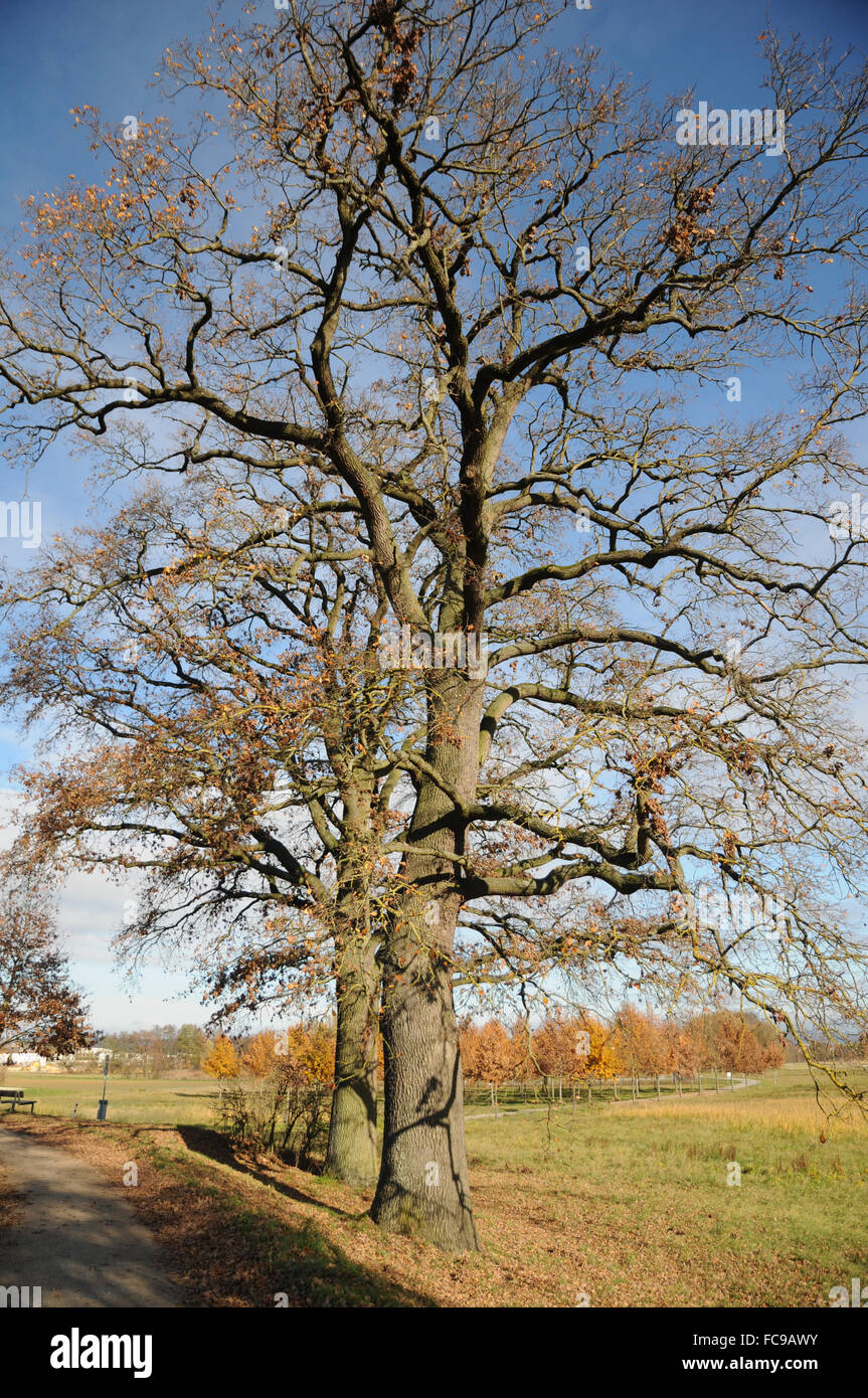 Tedesco di rovere Foto Stock