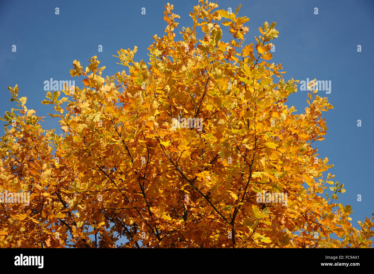 Tedesco di rovere Foto Stock