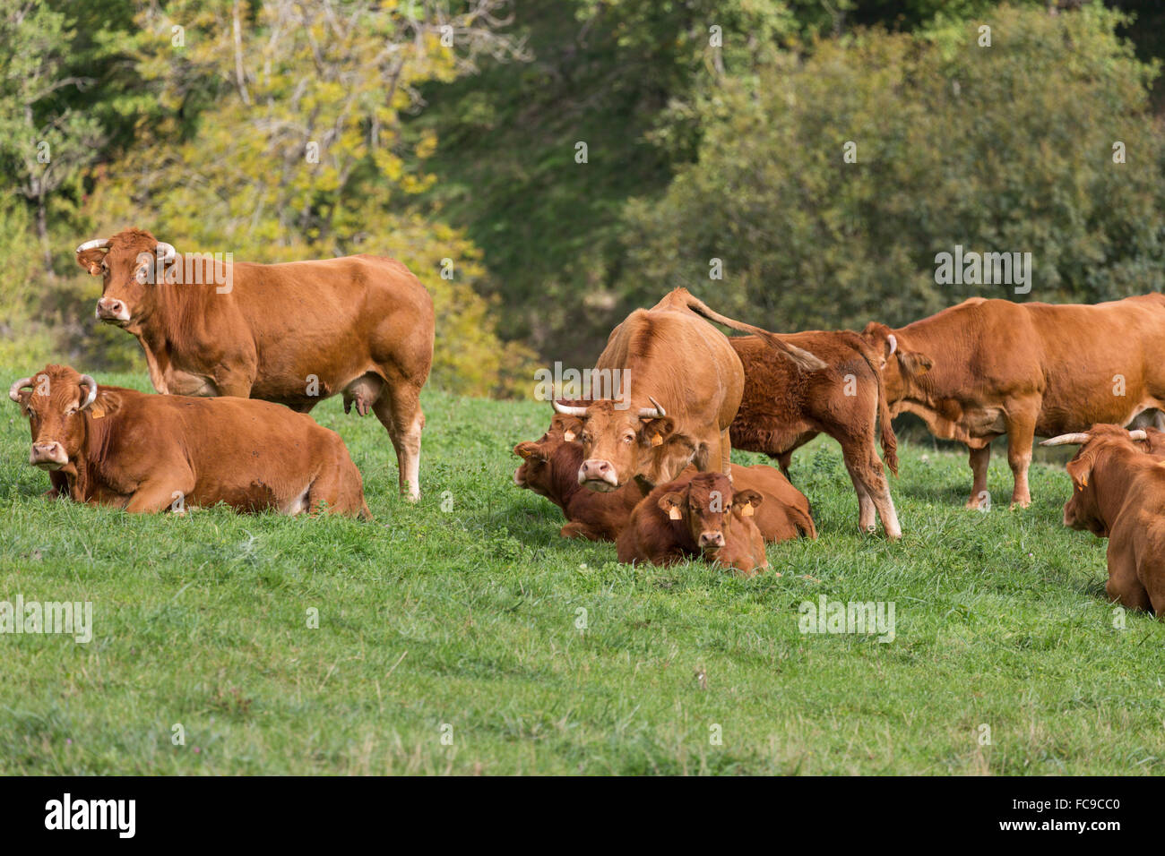Brown di vacche da latte in campo, Aveyron, nel sud della Francia Foto Stock