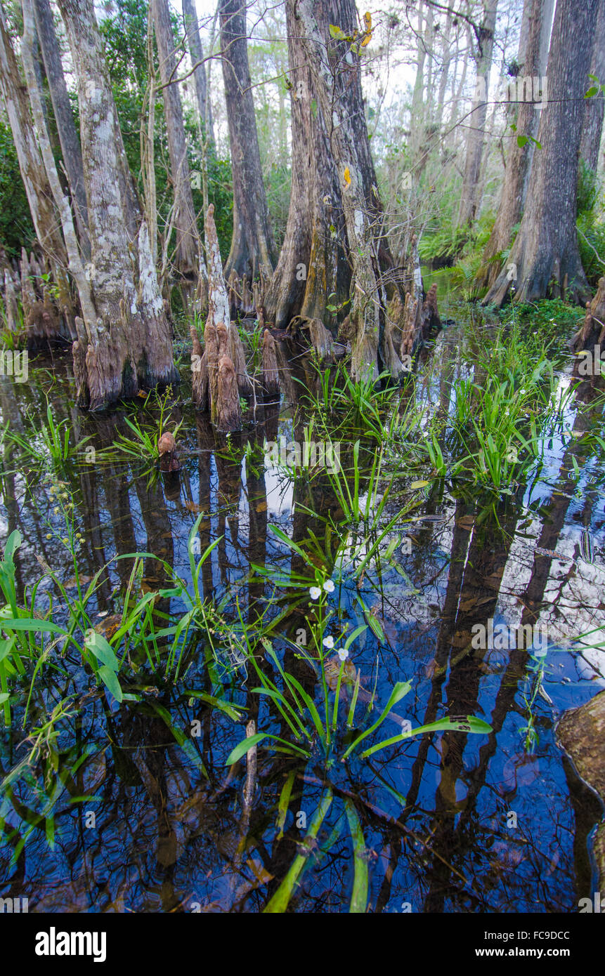 Fiori spuntano fuori da una riflessione paludosa in Everglades della Florida. Foto Stock
