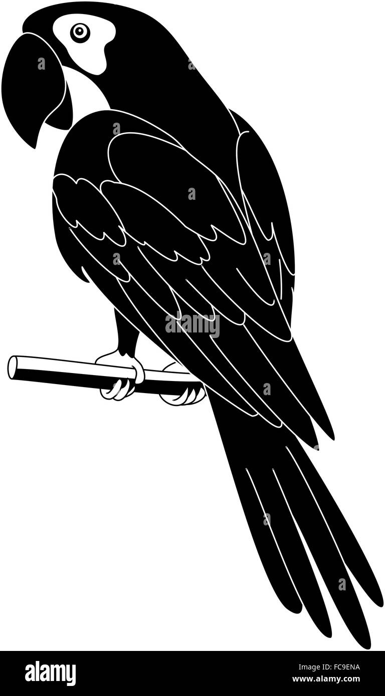 Parrot, silhouette nera Illustrazione Vettoriale