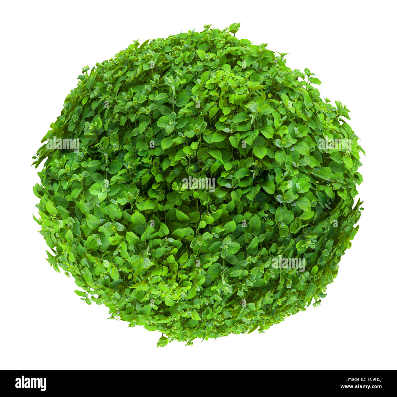 Sfera di fresco boccola sagomata isolata su sfondo bianco Foto Stock