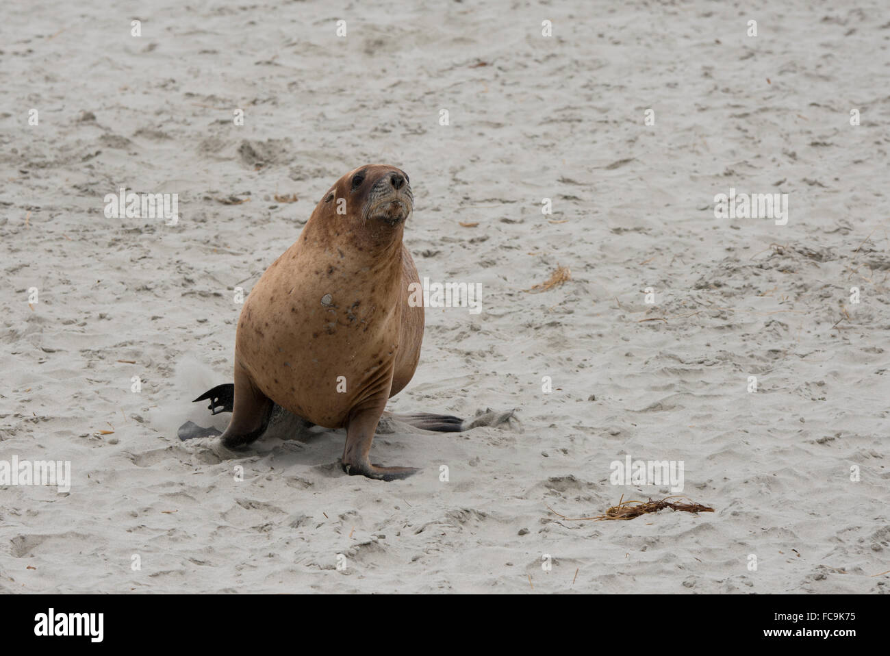 Nuova Zelanda, Isola del Sud, Dunedin, Penisola di Otago. Nuova Zelanda Sea Lion (M) (WILD: Phocarctos hookeri), Aka Hooker il leone di mare Foto Stock