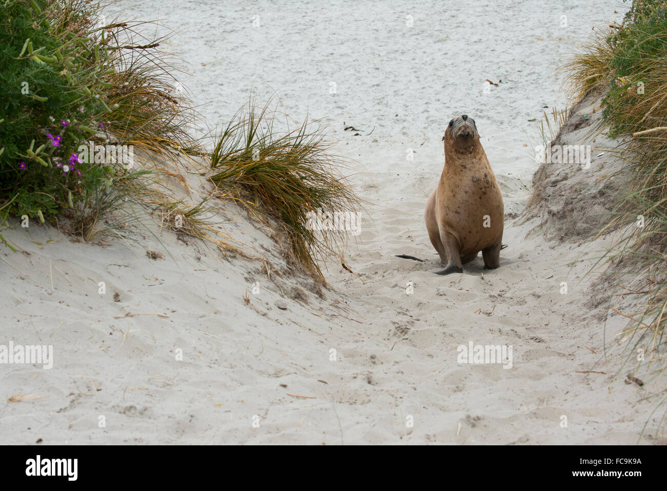 Nuova Zelanda, Isola del Sud, Dunedin, Penisola di Otago. Nuova Zelanda Sea Lion (M) (WILD: Phocarctos hookeri), Aka Hooker il leone di mare Foto Stock