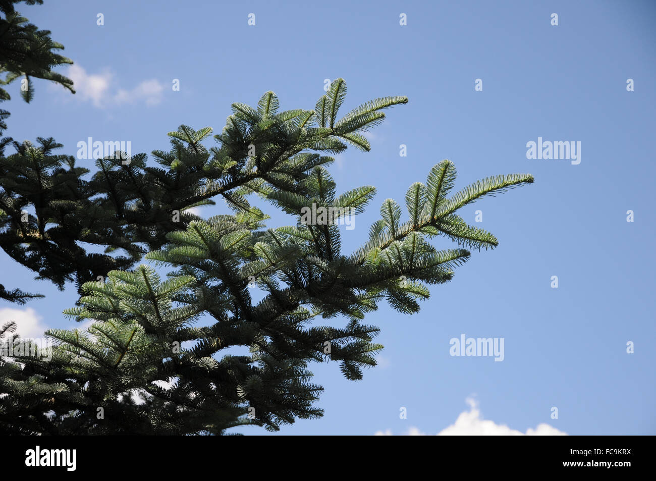 Abies Procera | Orto Botanico Di Ome - Foto 9