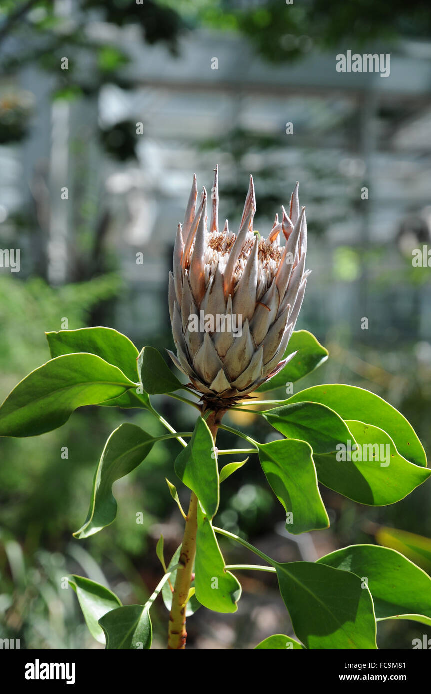 Protea cynaroides Foto Stock