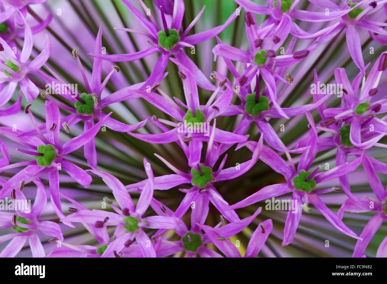 Fiore dell'allium Foto Stock
