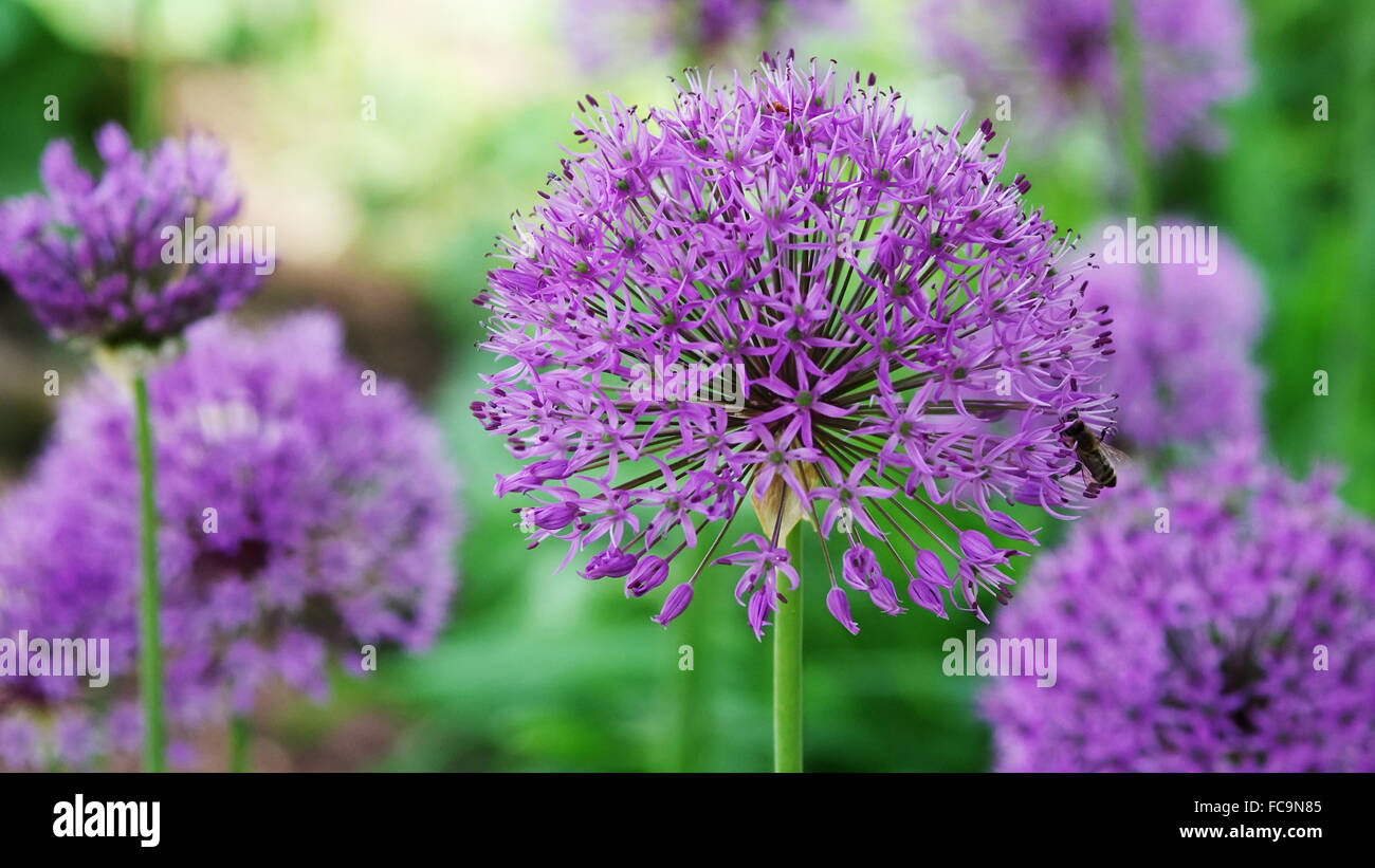 Fiore dell'allium Foto Stock