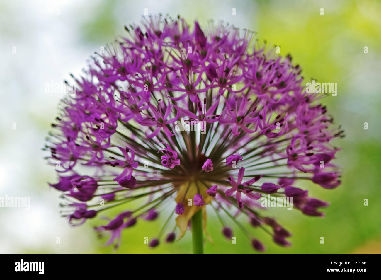 Fiore dell'allium Foto Stock