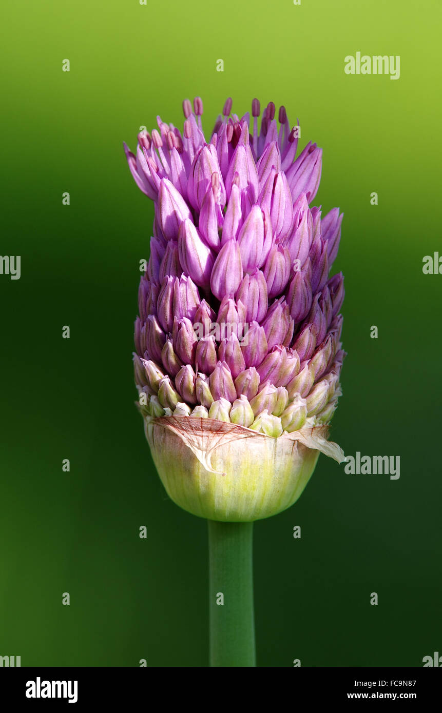 Se stessa apribile di Allium fiore Foto Stock