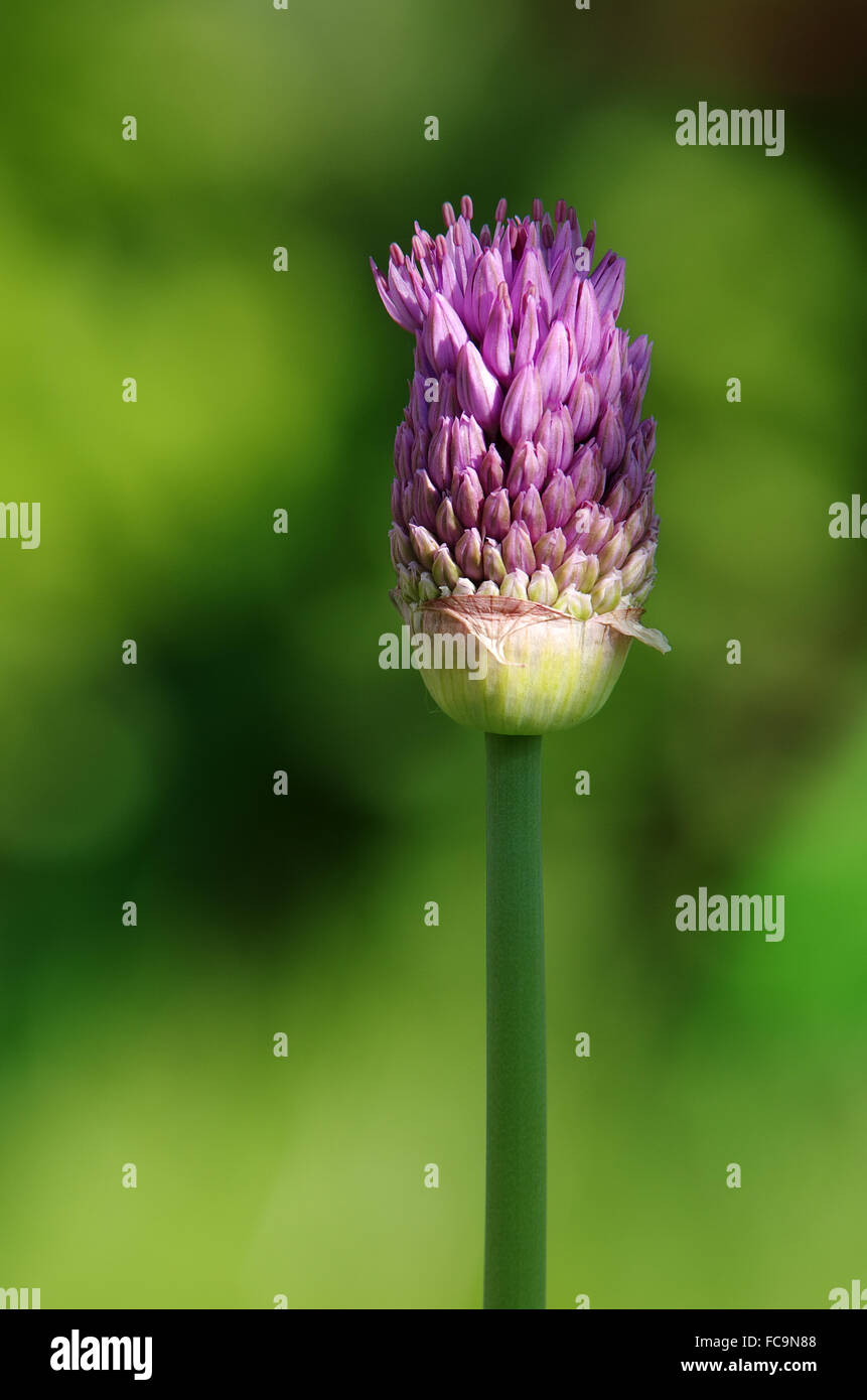 Se stessa apribile di Allium fiore Foto Stock