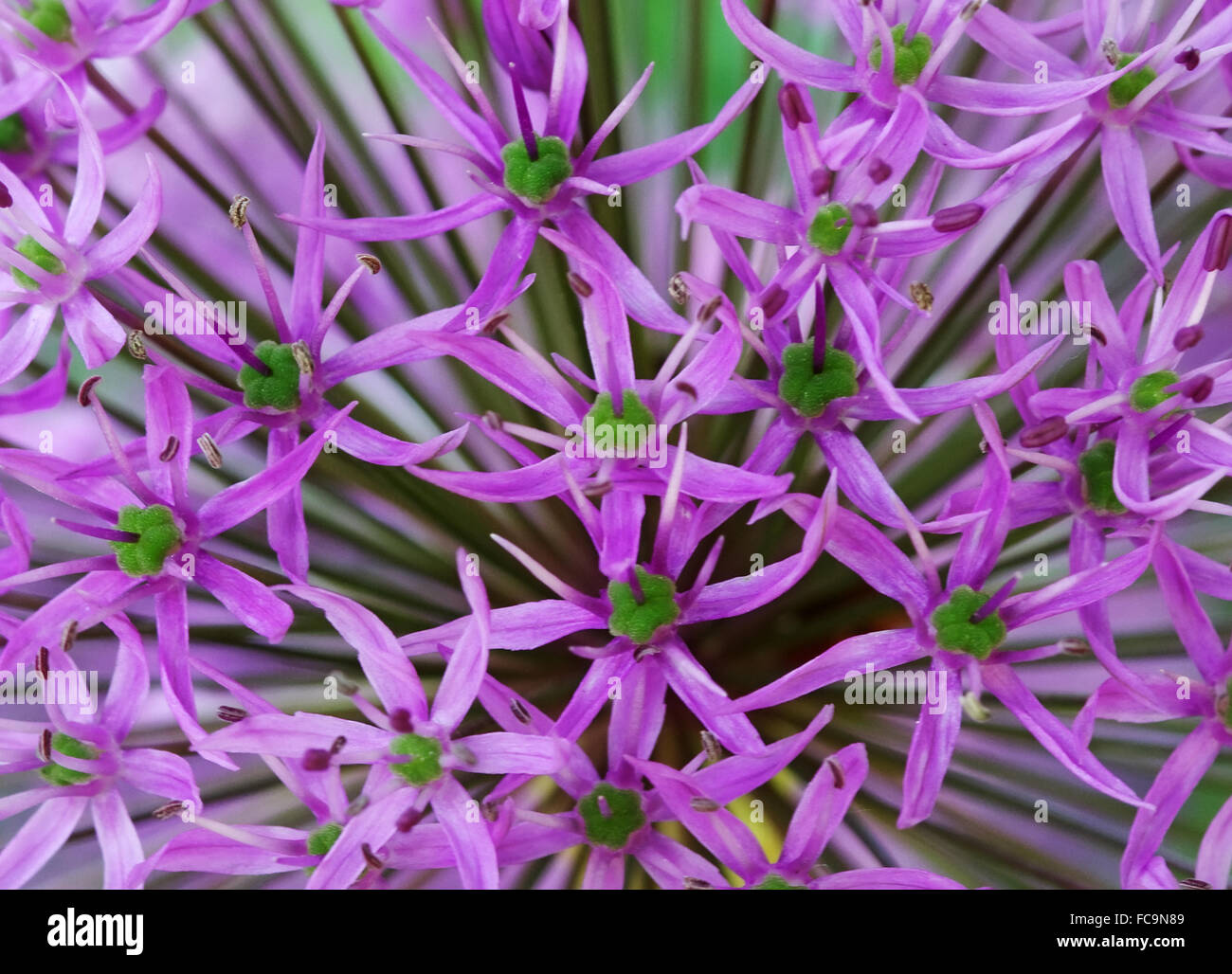 Fiore dell'allium Foto Stock