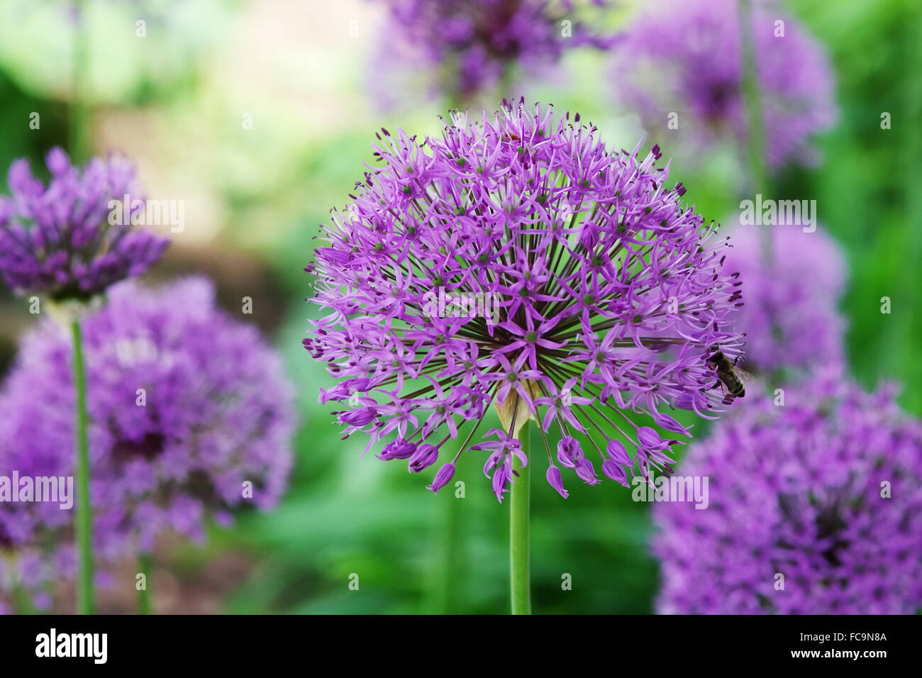 Fiore dell'allium Foto Stock