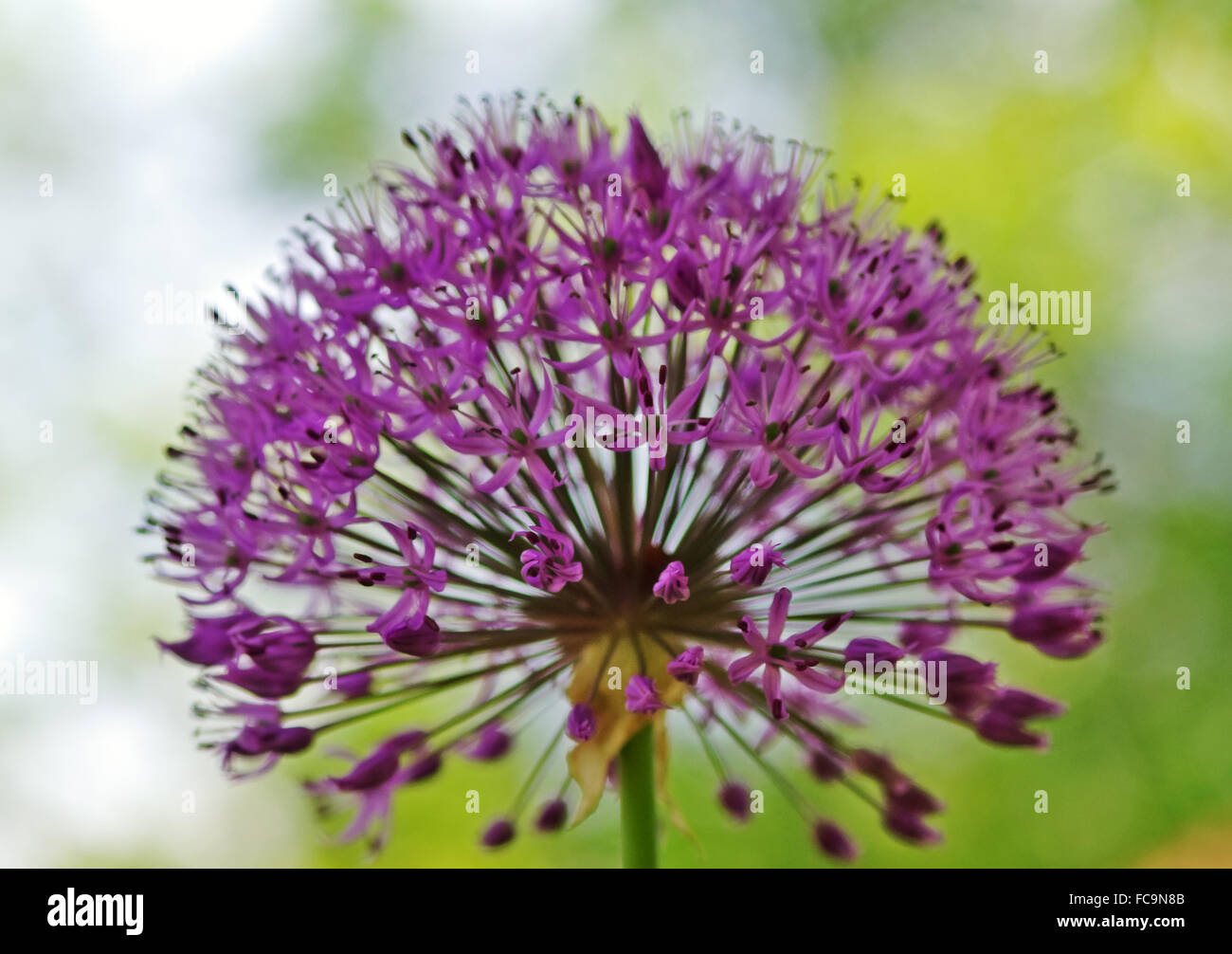 Fiore dell'allium Foto Stock