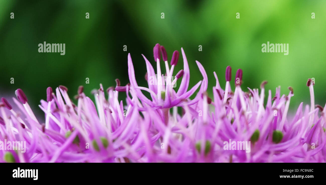 Fiore dell'allium Foto Stock