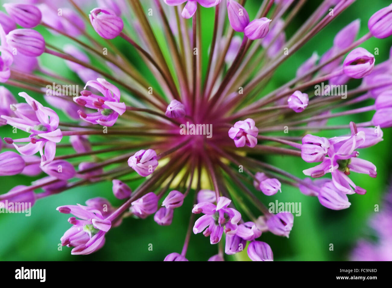 Fiore dell'allium Foto Stock