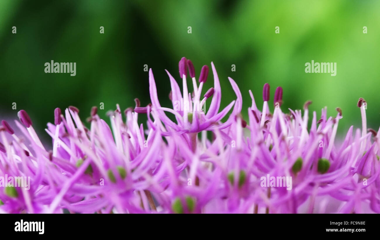 Fiore dell'allium Foto Stock