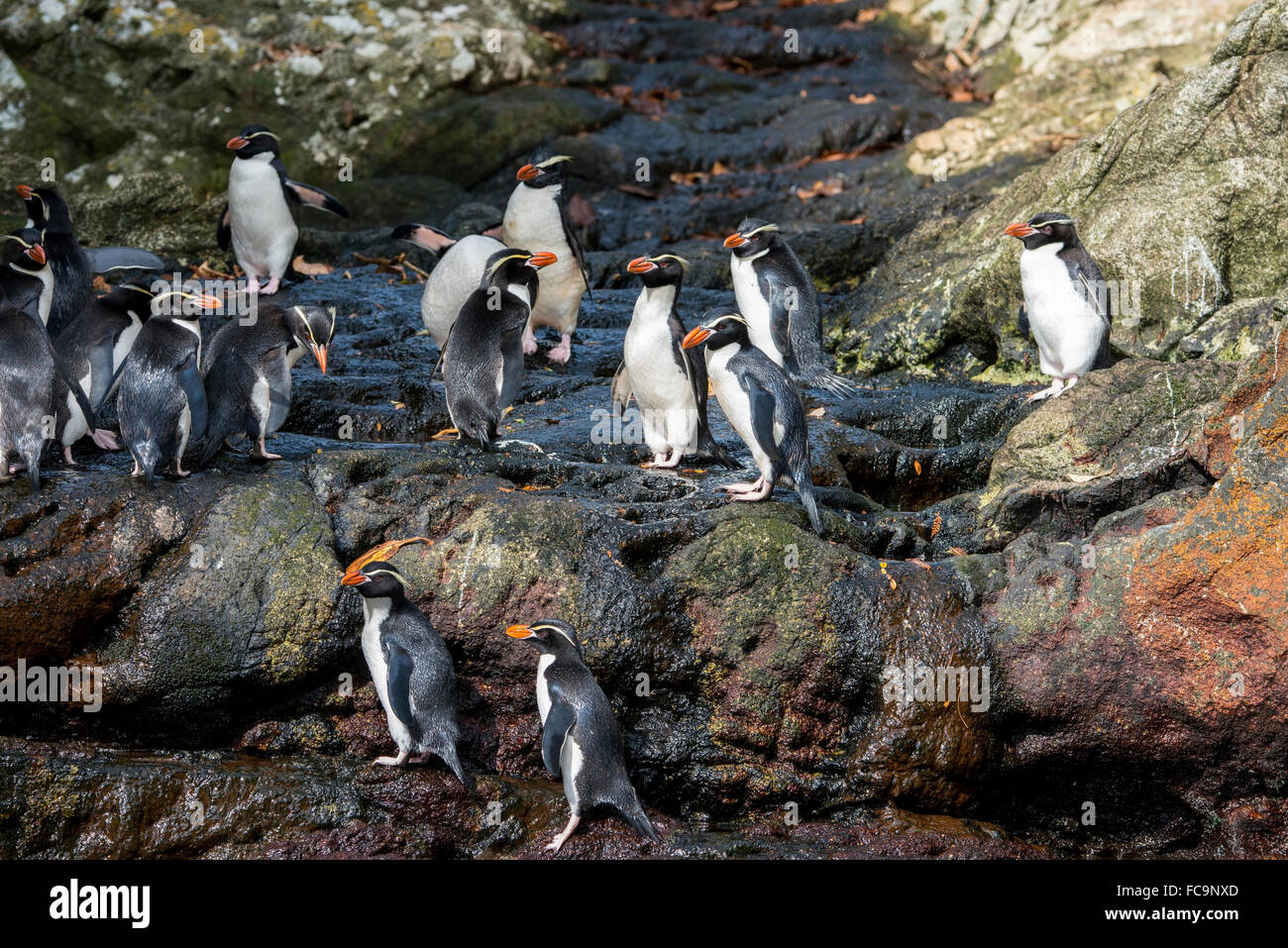 Nuova Zelanda, isole Snares (insidie) aka Heke Tini. Le rare specie endemiche delle insidie pinguino crestato (WILD: Eudyptes robustus). Foto Stock
