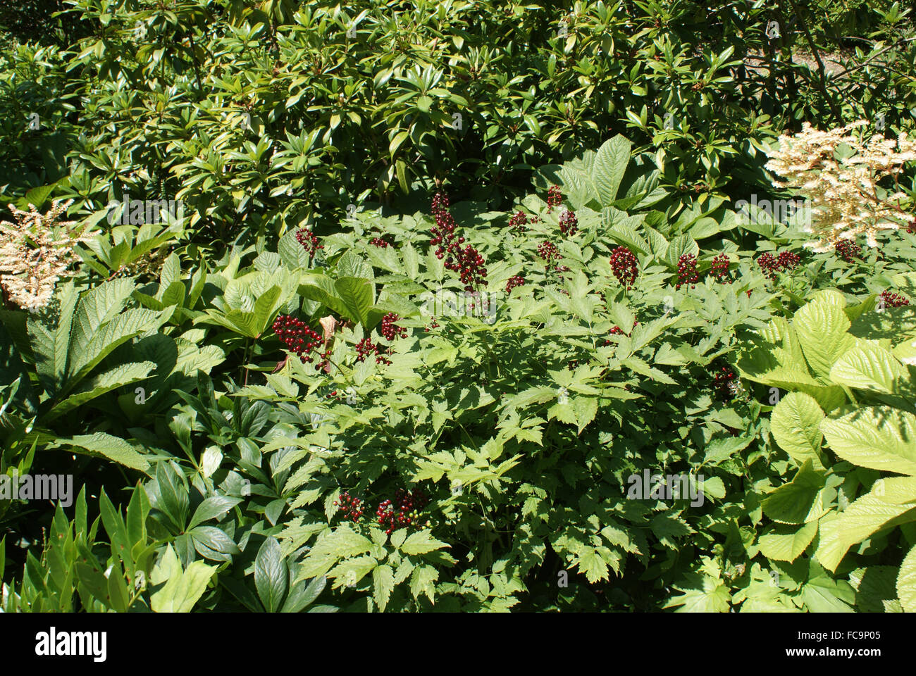 Baneberry rosso Foto Stock