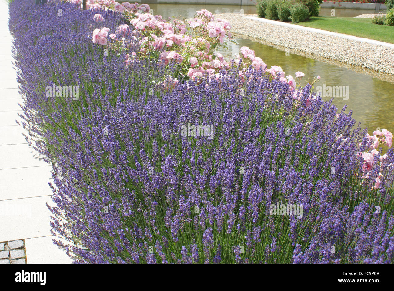 Lavanda-siepe Foto Stock