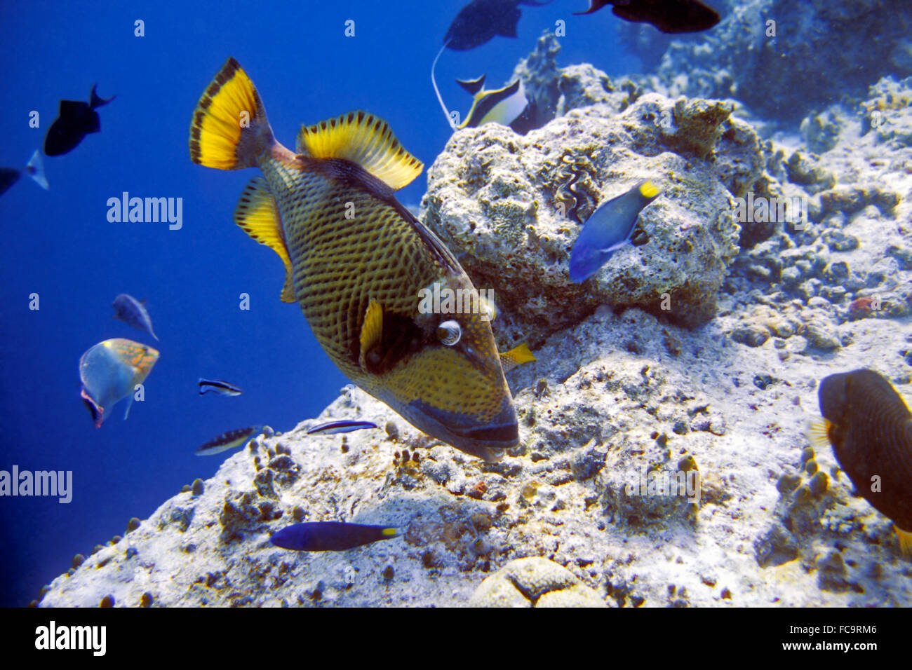 Il gigante verde spingere Foto Stock