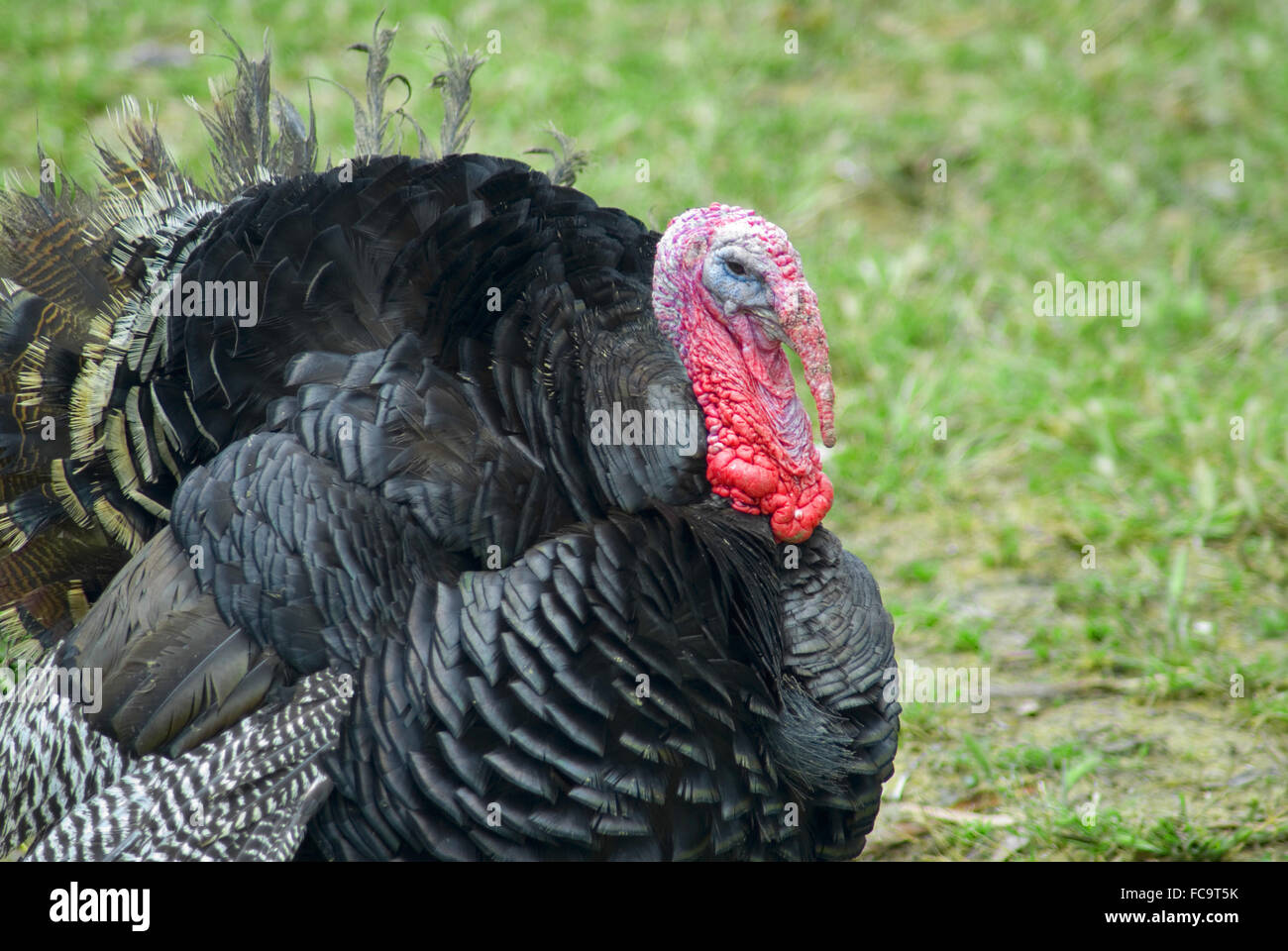 Nazionale Turchia Foto Stock