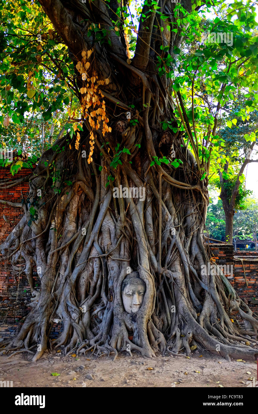 Pietra testa Buddha intrecciano nelle radici di un banyan tree al Wat Mahathat, Ayutthaya, Thailandia Foto Stock