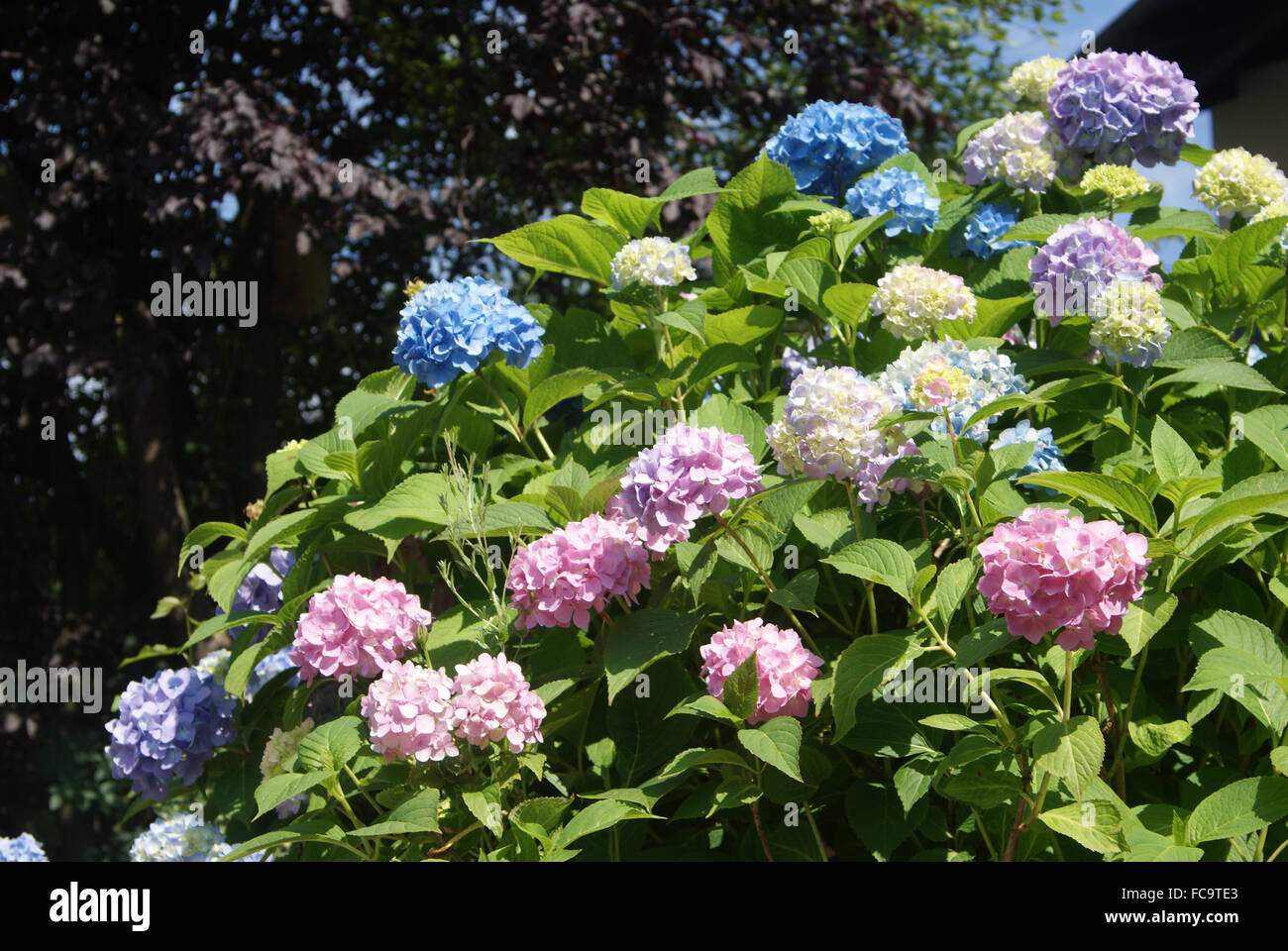 Hortensia Foto Stock