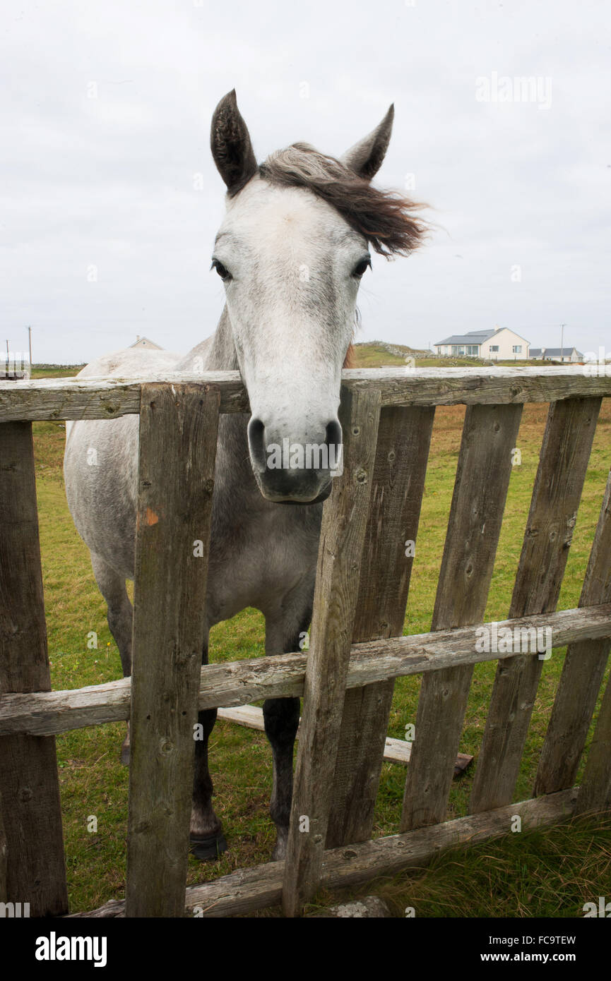 Bellissimo cavallo bianco da solo in corrispondenza della riga Foto Stock