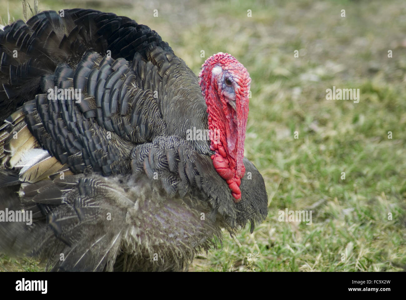 Nazionale Turchia Foto Stock