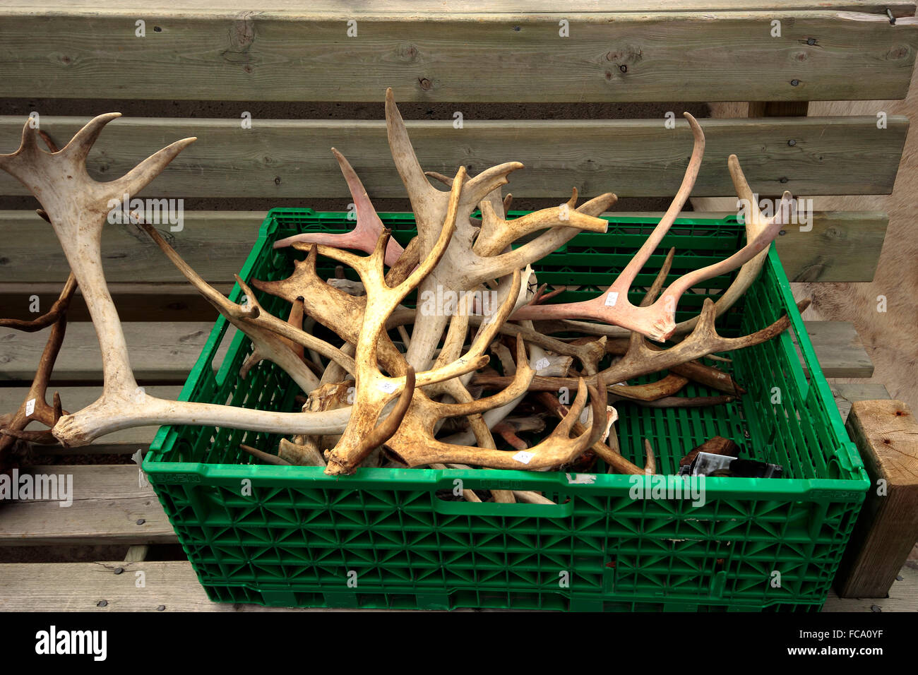 La renna palchi per la vendita al di fuori di un negozio di souvenir, Honningsvåg, Nordkapp, Finnmark, Norvegia, Scandinavia, Europa Foto Stock